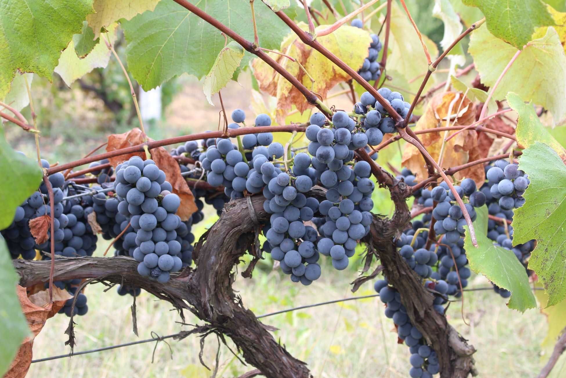 Struguri de vin pret producator soiuri alese albi/negri, cu transport