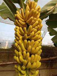 Banan papaya ko'chatlar sotiladi