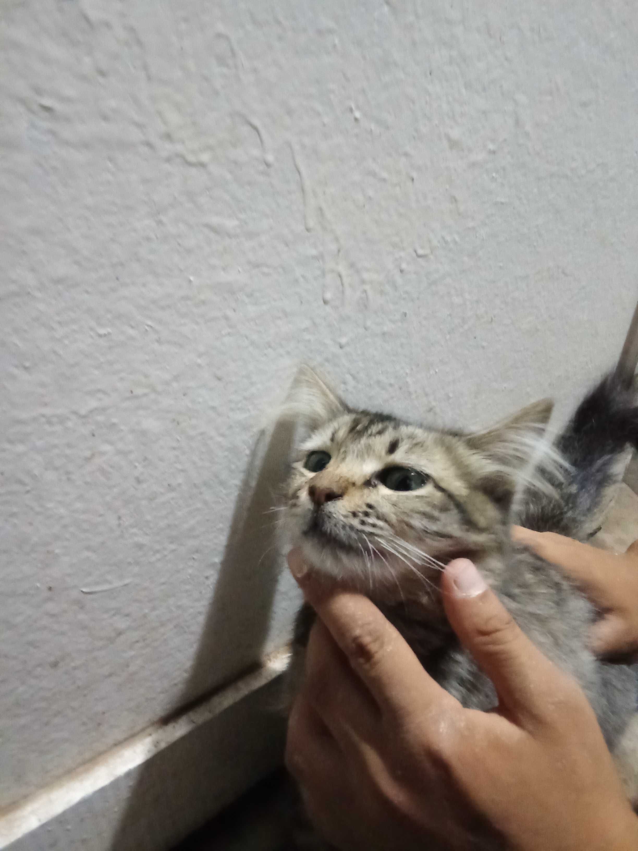 Mushuk sotiladi oq yoʻl yoʻl
