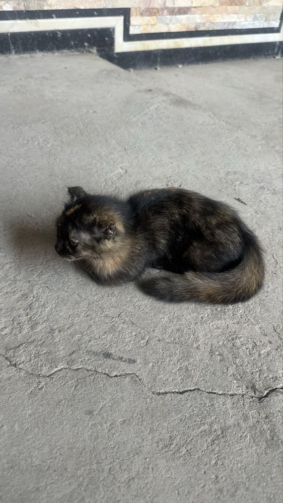 хадя она бола мушук