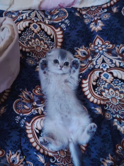Скотиш фолд девочка голубая шиншила