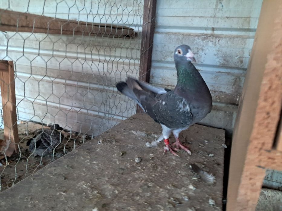 Vand porumbei tippleri