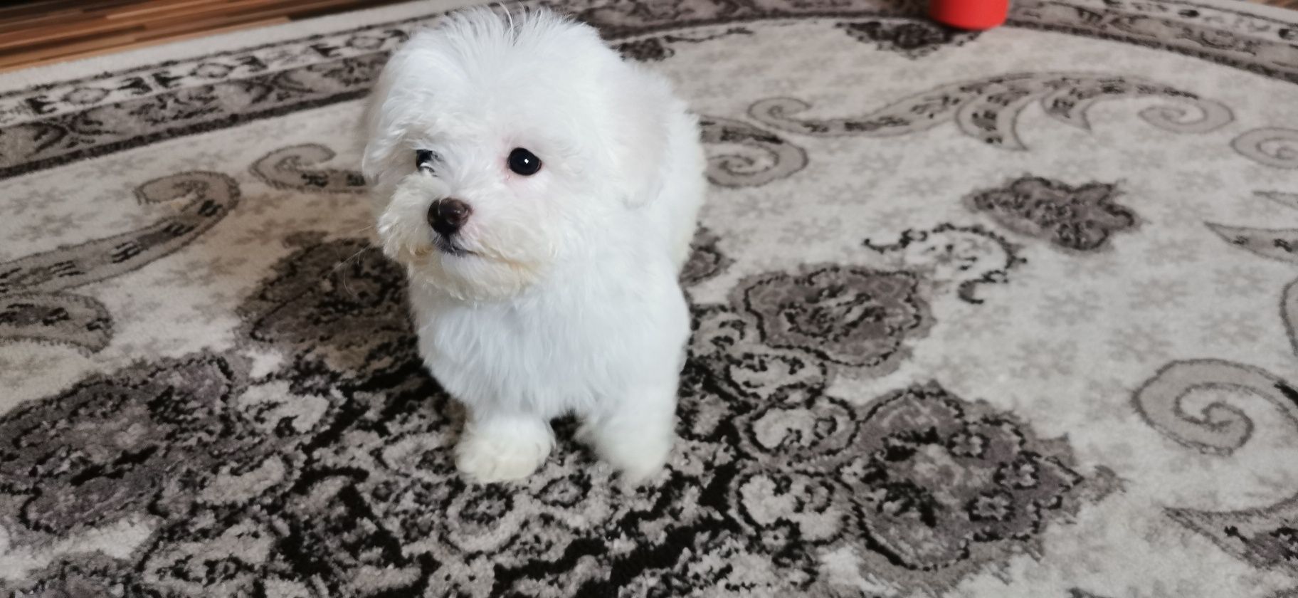 Bichon maltese toy alb