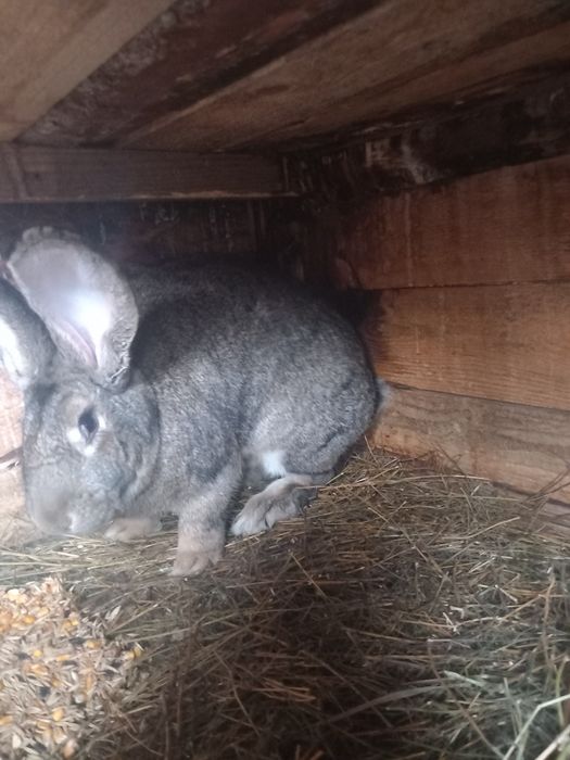 Iepurite uriaș german