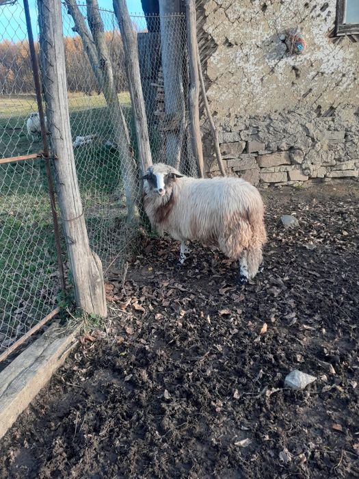 12 oi si 3 carlani 1 berbec