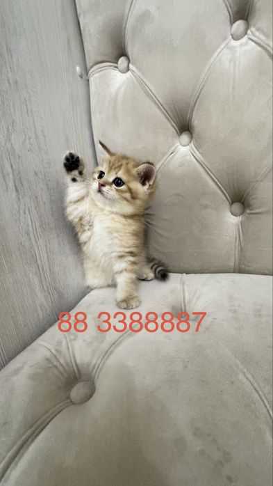 Продаётся чистокровный котята золотая шиншилла