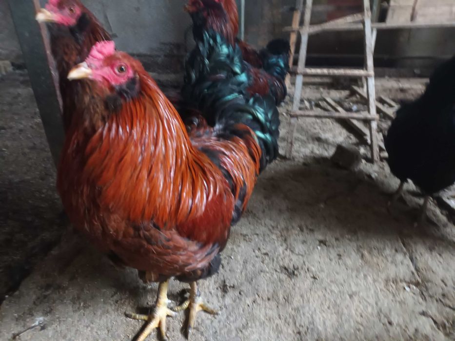 Продавам млади петли на 6 и 8 месеца