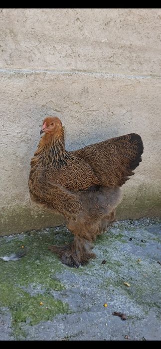 Gainuse Brahma tineret