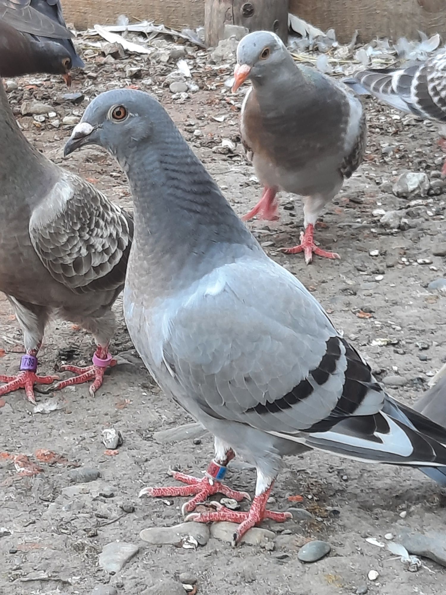 Pui porumbei voiajori culori rare