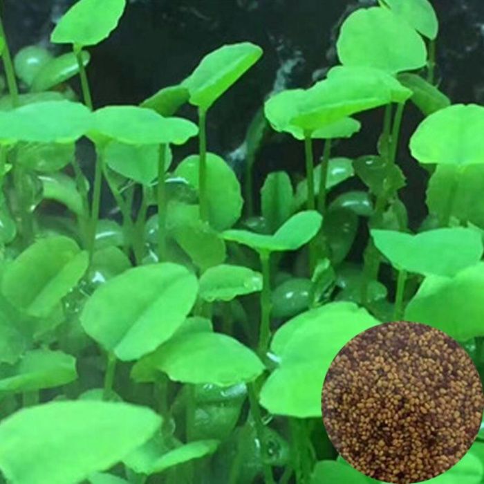 Plante acvariu - seminte - aquascaping