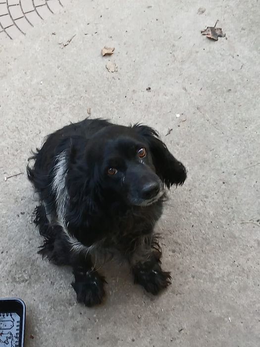 Срочно отдам собак Спаниель