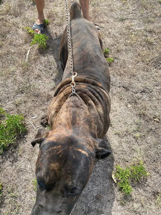 Цена по договаряне !