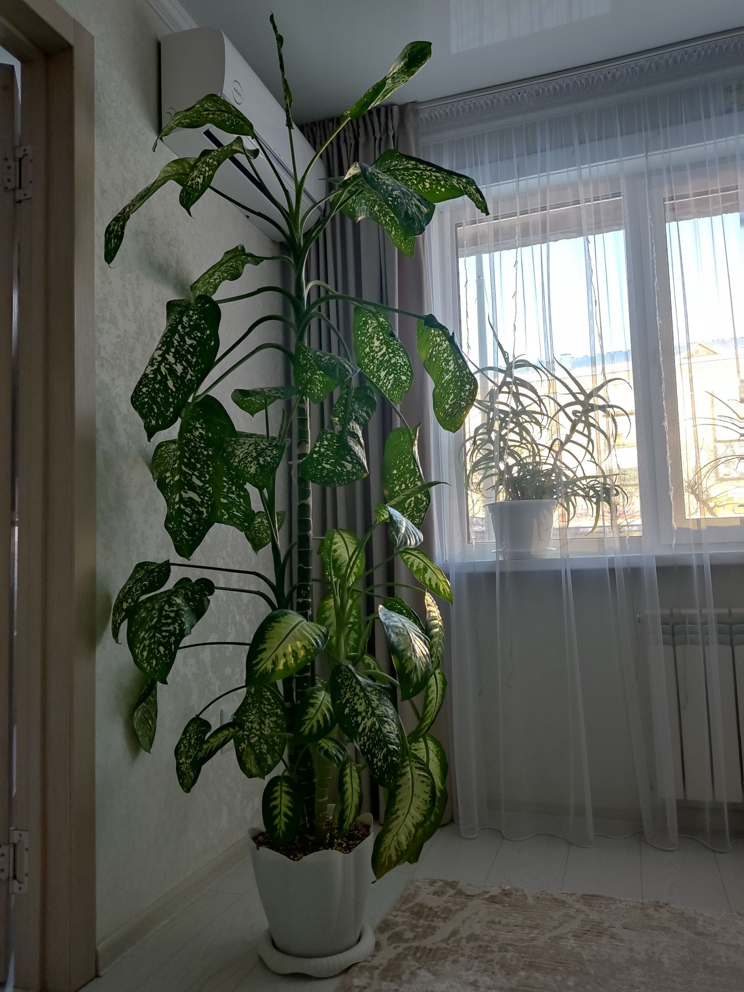 Продам диффенбахию
