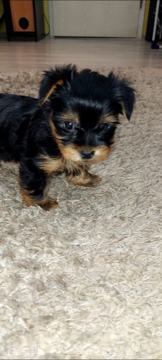 Yorkshire  Terrier