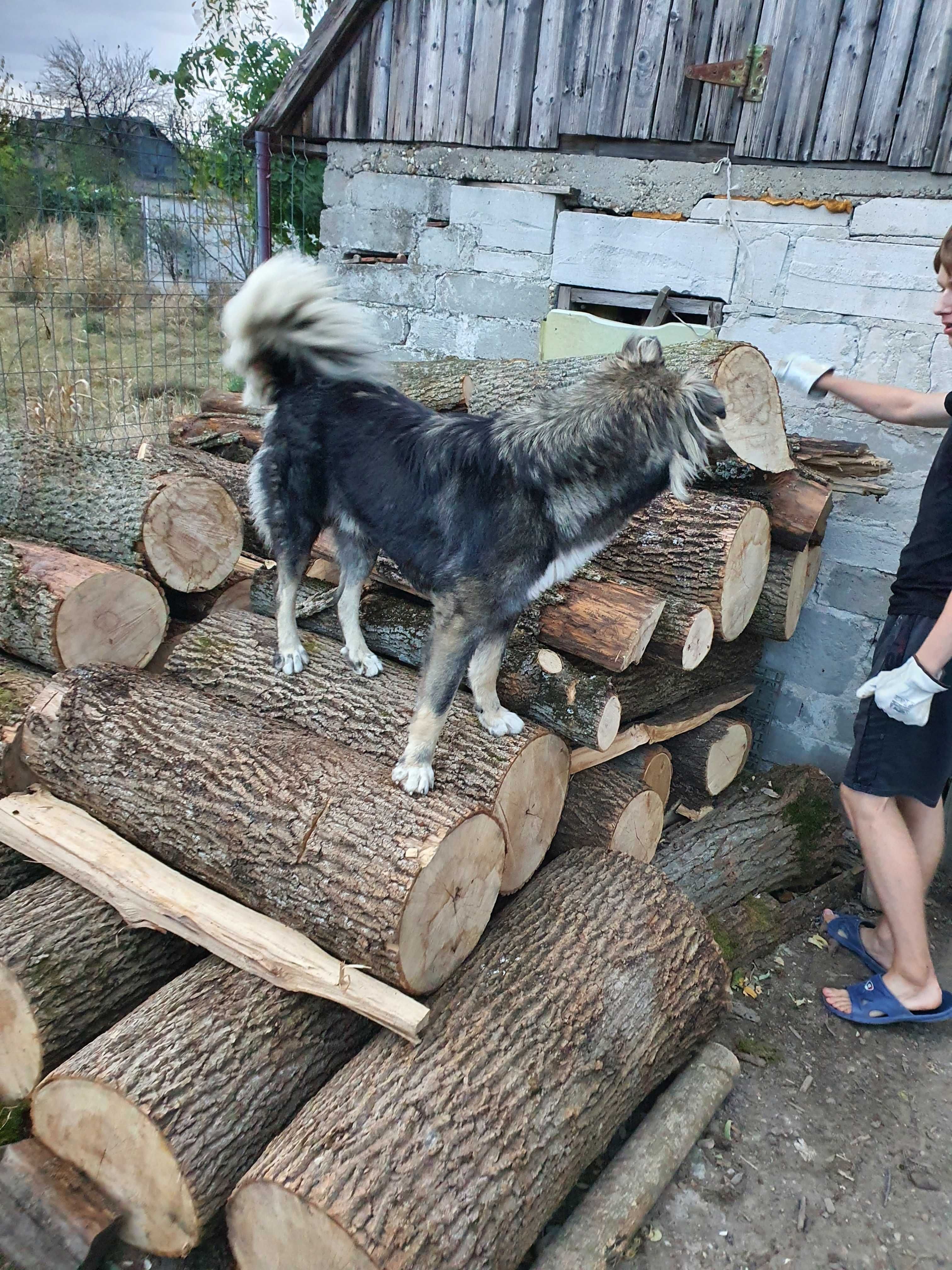 Donez caine numa bun pentru stana