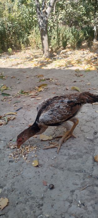 Boboqi joja tõvuq narxni kelishamiz Toza