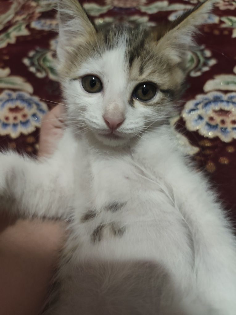Mushuk hadyaga beriladi