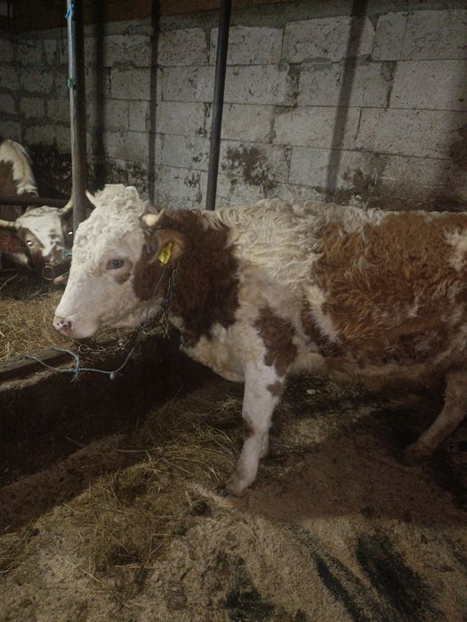 Vând juncă bălțată românească