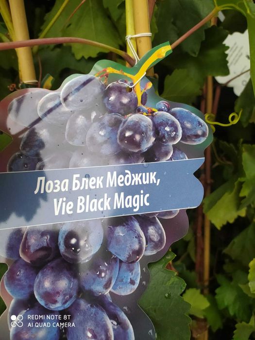 Vita de vie la ghiveci anul 3 pe rod de masa cu si fara samburi