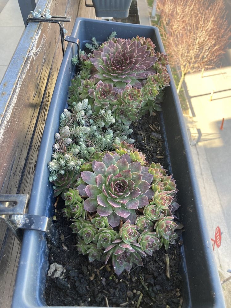 Suculente mix Sempervivum