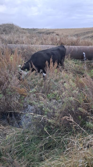 Корова на мясо или для молока