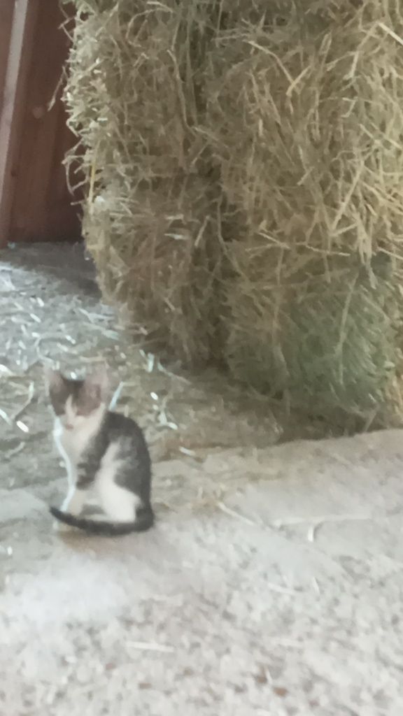 Котята в добрые руки с доставкой