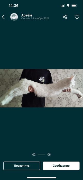 Продам Мейн куна строго в вотсап