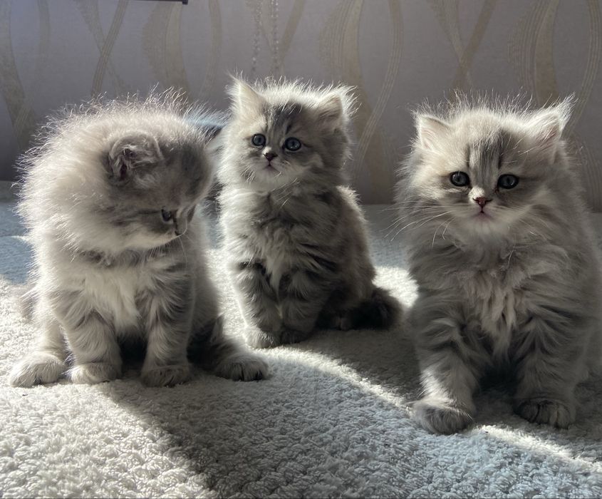 продается котята