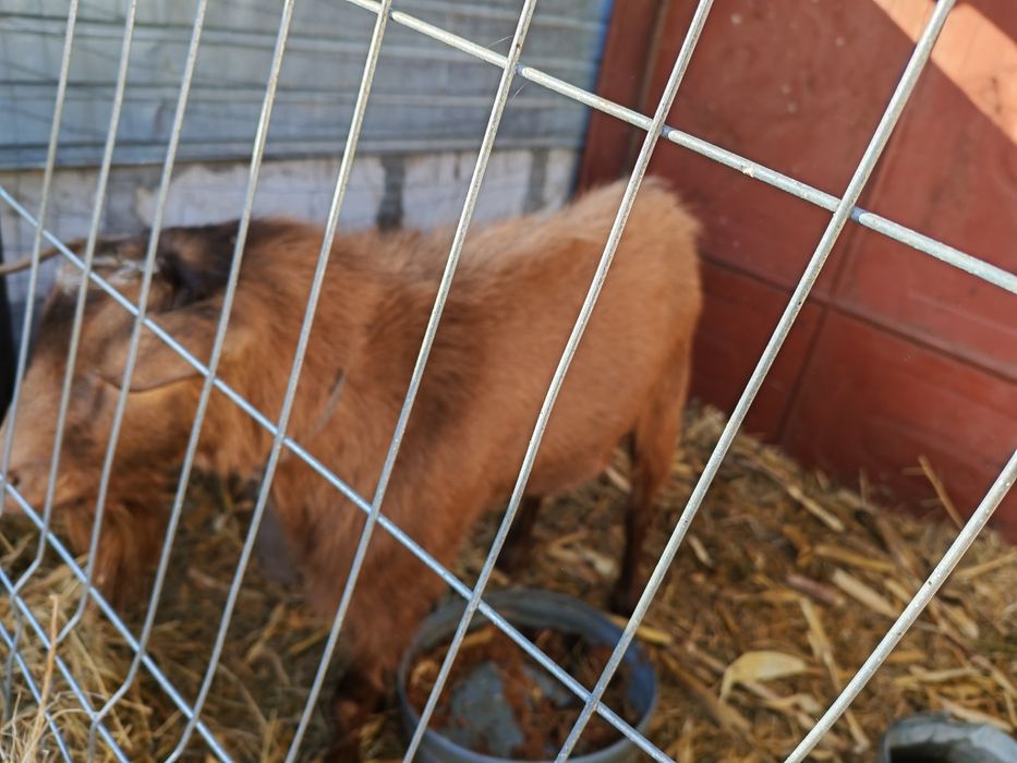 Țap de 2 ani bun pentru montă sau de tâiat
