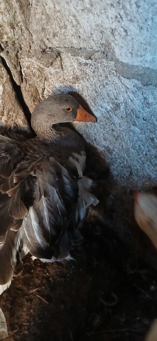 Pereche gâște crețe