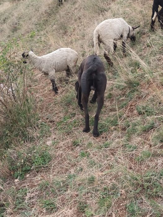 Vind trei mieluțe metis sufolk