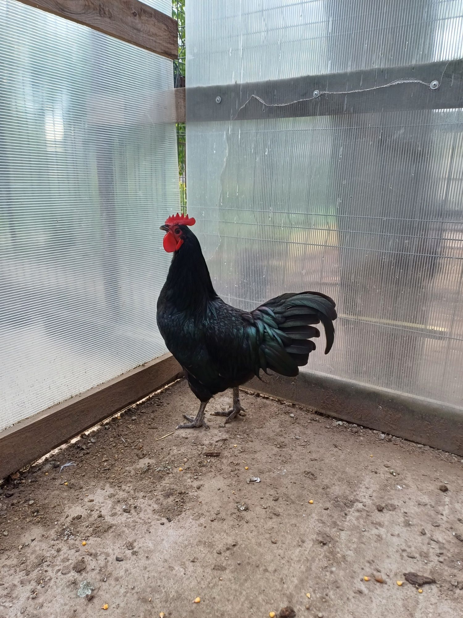 Cocosi australorp negru