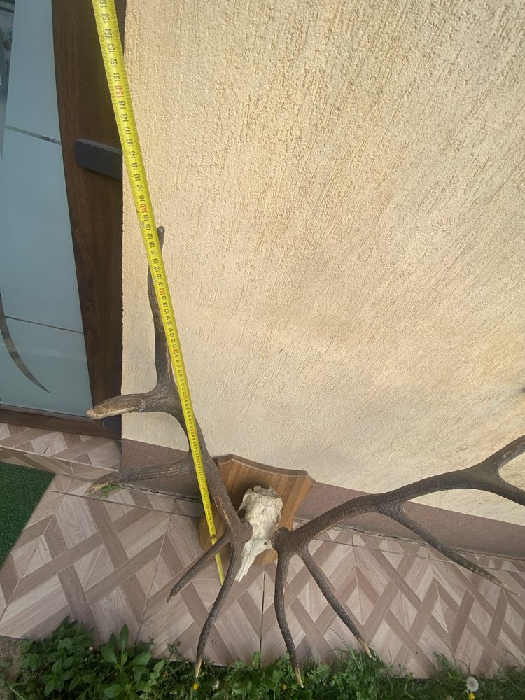 Coarne cerb 5 raze simetrice cu panoplie