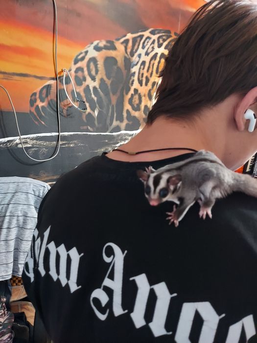 Продам забавных малышей сахарный поссум