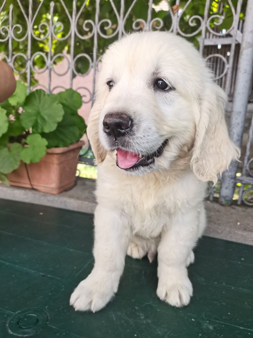 Golden Retriever Pedigree Tip A