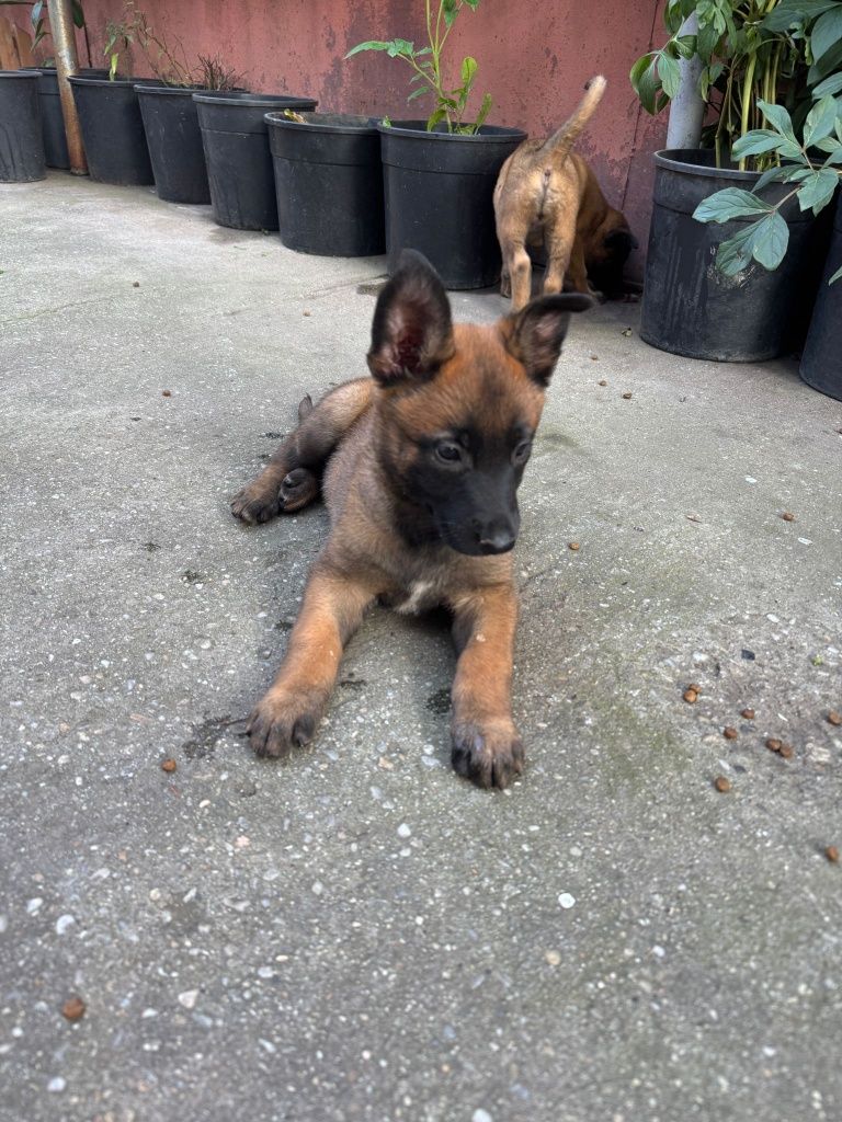 Pui Ciobănesc belgian(Malinois)