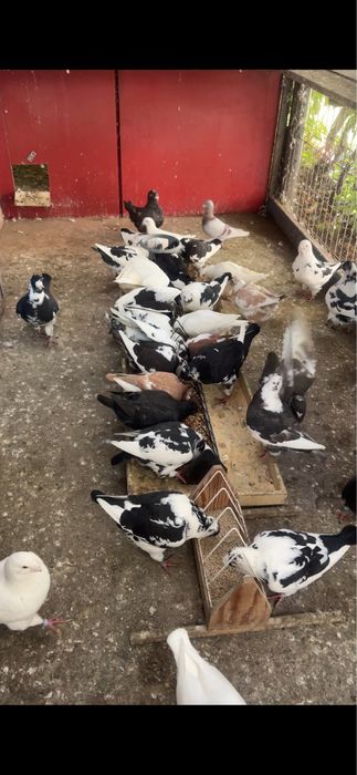 Porumbei americani AGH maturi si tineri