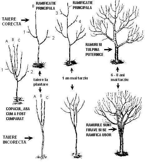 Toaletare curatare formare fructificare pomi fructiferi vită de vie