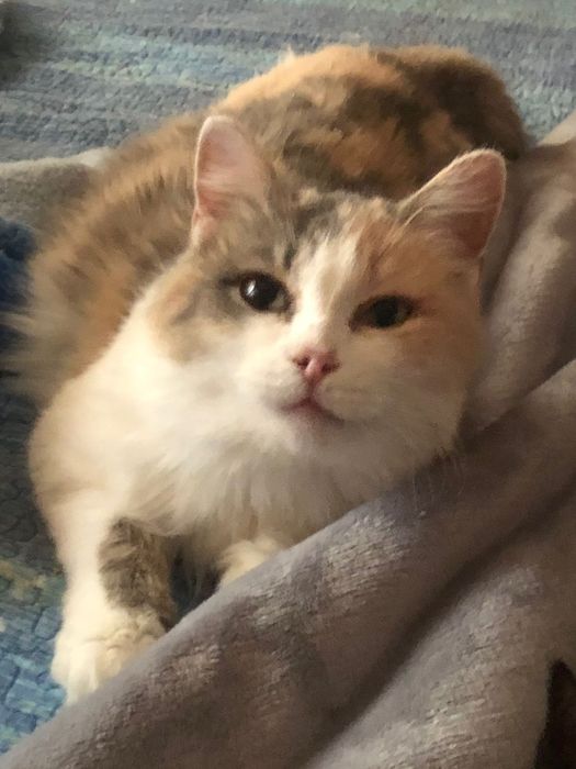 Кошечка стерилизованная