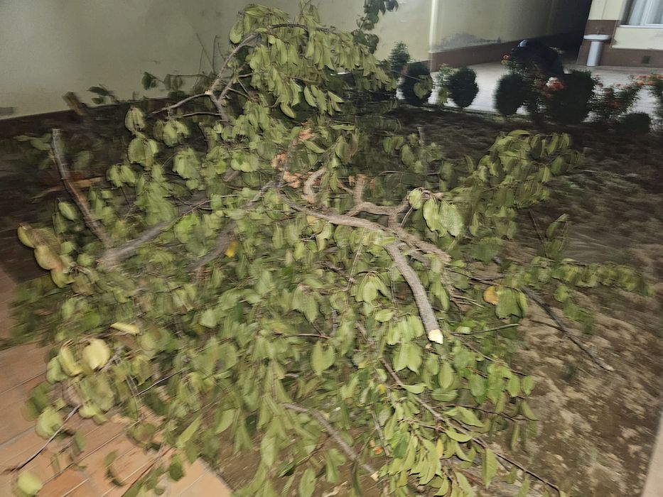 Oʻtin tekinga, дрова бесплатно.