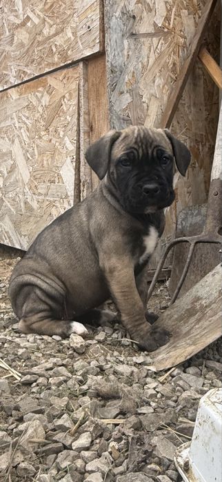 Кане Корсо / Kane Korso