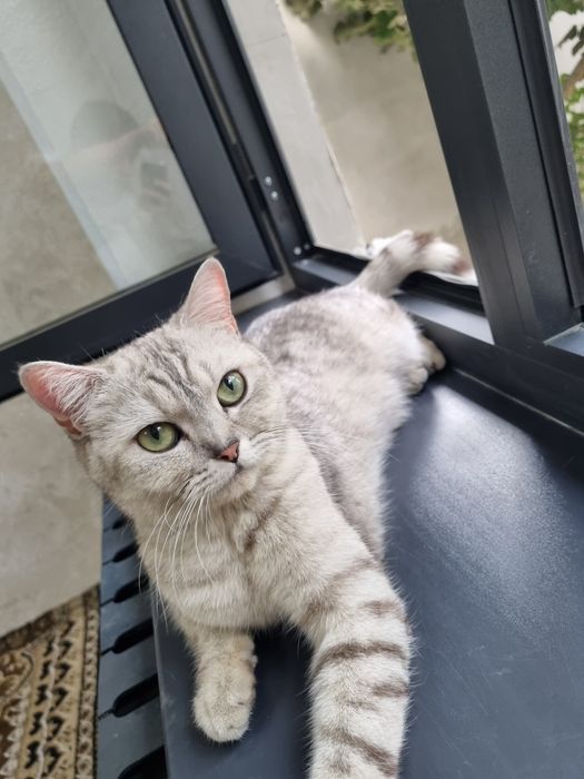 Шиншилла мушуклар сотилади