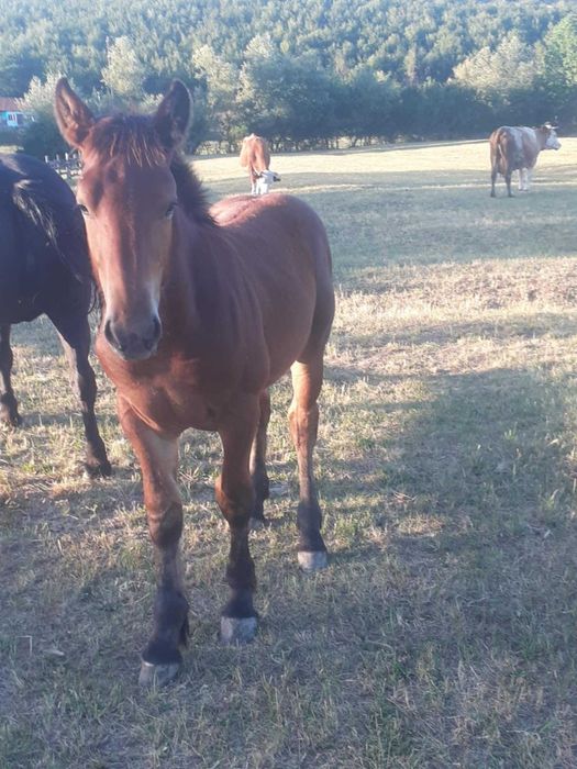 Manz  de 5 luni de vanzare