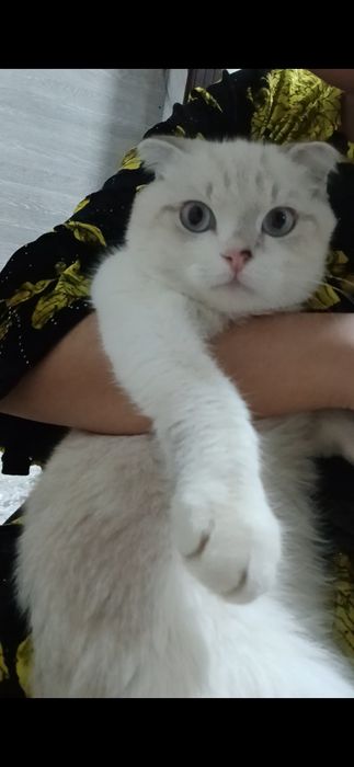 Scottish Fold 4 oylik o'g'il narxi 150$