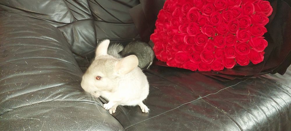 Vând pui de chinchilla, chinchila, sinsila