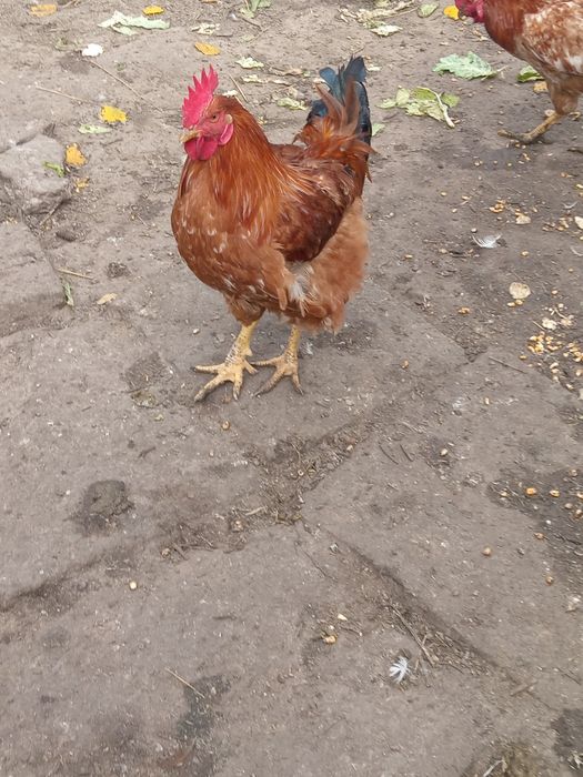 Vând cocoși și rate de tara crescute bio