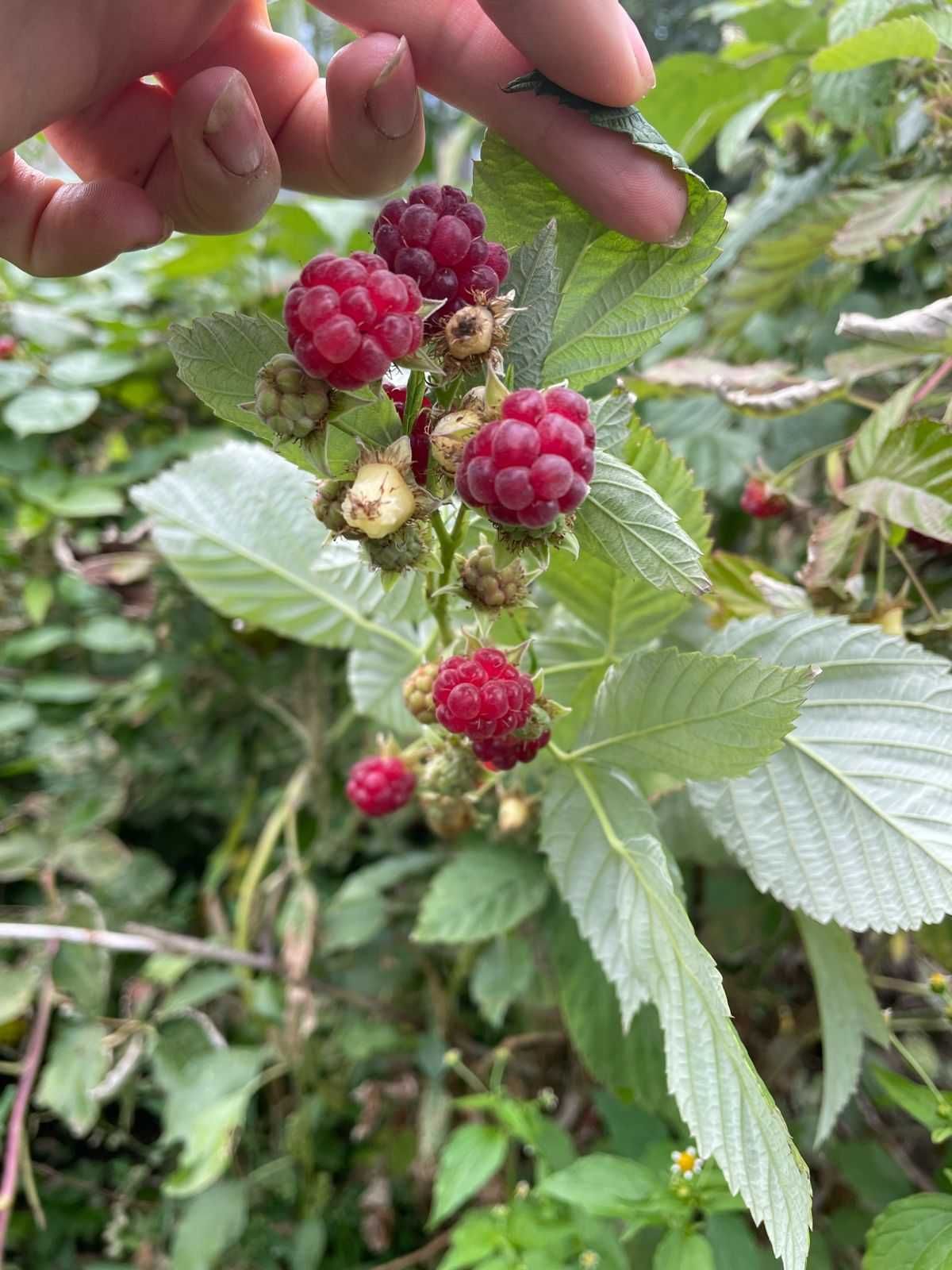 продам рассаду клубники