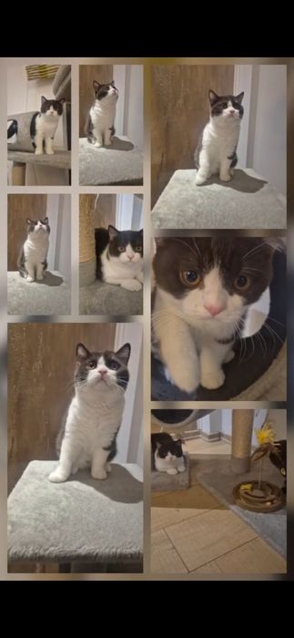 British Bicolor 5 luni