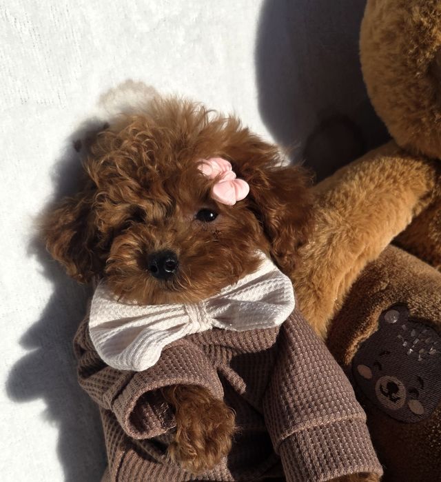 Пудел тийкъп /момиче/с документ за произход