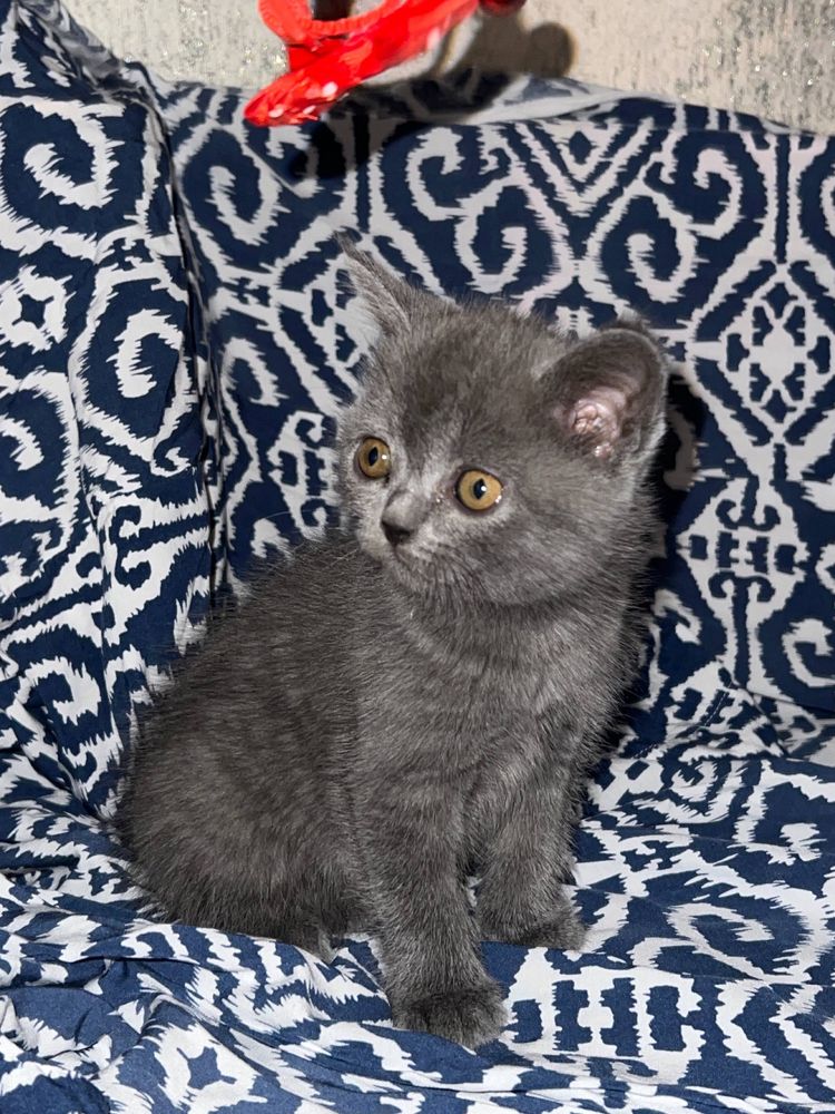 Котята скоттиш страйт и скоттиш фолд